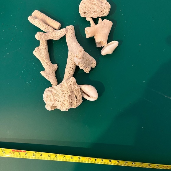 Real Starfish - Picture 9 of 14